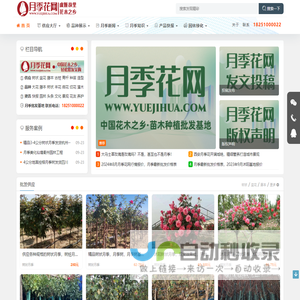 月季花网-月季知识分享网站-树状藤本大花-月季苗批发基地